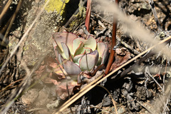 Echeveria rubromarginata
