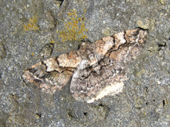 Satoblephara parvularia
