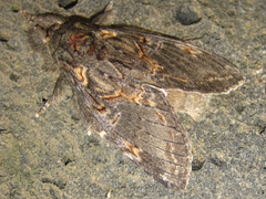 Peridea lativitta