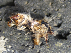 Callopistria repleta