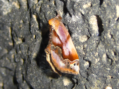 Lophomilia
