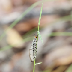 Myrmeleon erythrocephalus