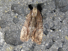 Dipterygina cupreotincta