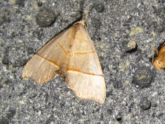 Gonepatica opalina