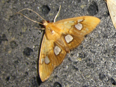 Nosophora semitritalis