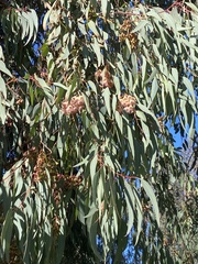 Eucalyptus