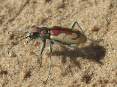 Cicindela lengi