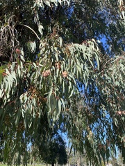 Eucalyptus