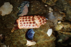 Paraxanthias taylori