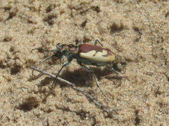 Cicindela lengi