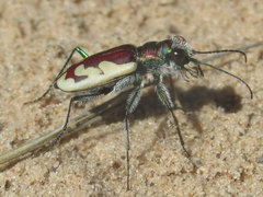 Cicindela lengi