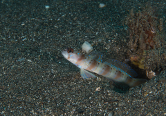Amblyeleotris arcupinna