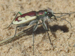Cicindela lengi