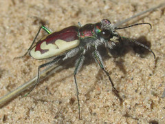 Cicindela lengi