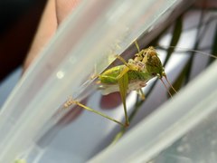 Conocephalus exemptus