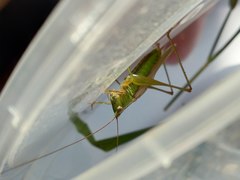 Conocephalus exemptus