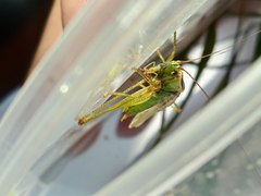 Conocephalus exemptus