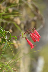 Penstemon isophyllus