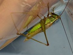 Conocephalus exemptus