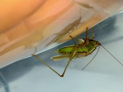 Conocephalus exemptus