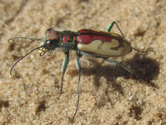 Cicindela lengi