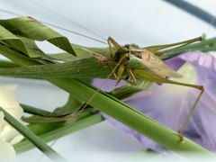 Conocephalus exemptus