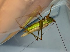 Conocephalus exemptus