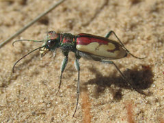Cicindela lengi