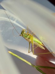 Conocephalus exemptus