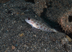 Ctenogobiops mitodes