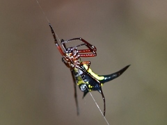 Micrathena kochalkai
