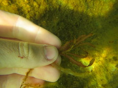 Potamogeton cheesemanii