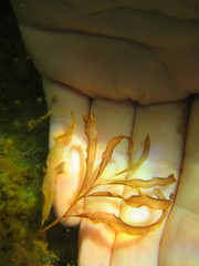 Potamogeton cheesemanii