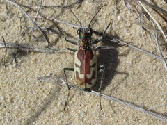 Cicindela lengi