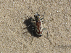 Cicindela lengi