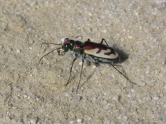 Cicindela lengi