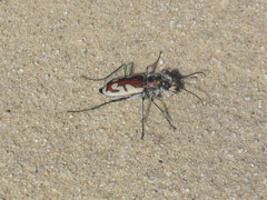 Cicindela lengi