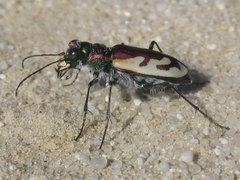 Cicindela lengi