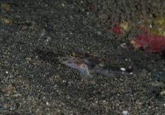 Fusigobius inframaculatus