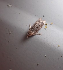 Heterocrossa iophaea