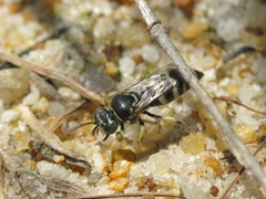 Bembecinus tridens