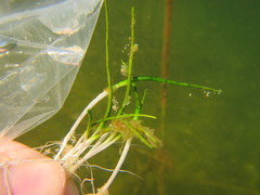 Lilaeopsis ruthiana