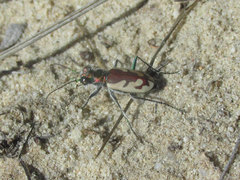 Cicindela lengi
