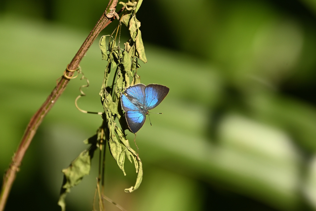 Ostrinotes keila