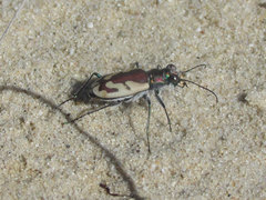 Cicindela lengi