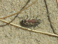 Cicindela lengi