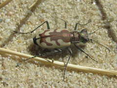 Cicindela lengi