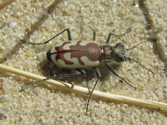 Cicindela lengi