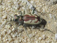 Cicindela lengi