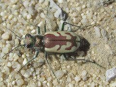 Cicindela lengi